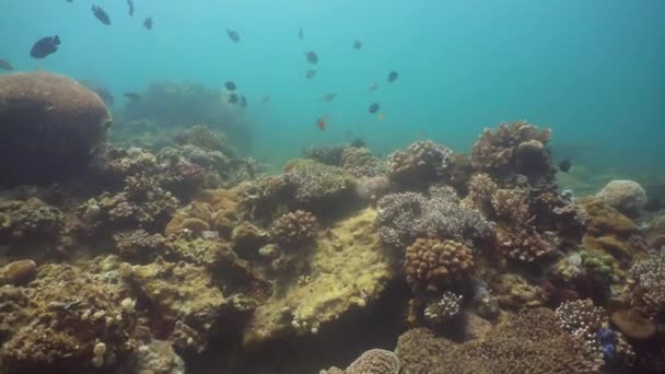 Korallrev och tropiska fiskar. Filippinerna, Mindoro. — Stockvideo