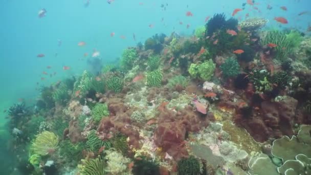 산호초와 열 대 물고기입니다. 필리핀 민도. — 비디오