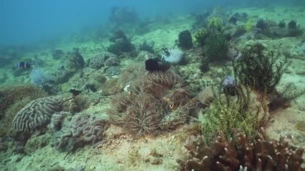 Peixe-palhaço Anemonefish in actinia . — Vídeo de Stock