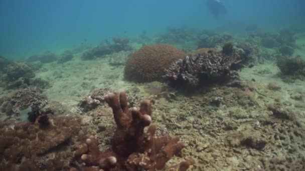 Arrecife de coral y peces tropicales. Filipinas, Mindoro . — Vídeos de Stock