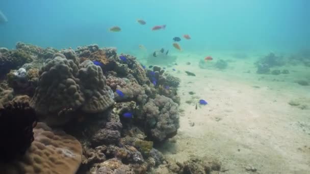 Recifes de coral e peixes tropicais. Filipinas, Mindoro . — Vídeo de Stock