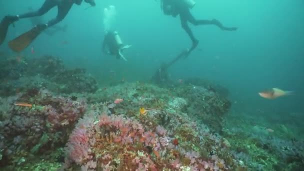 Potápěče pod vodou. Filipíny, Mindoro. — Stock video