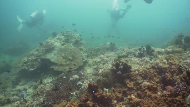 Scuba Divers underwater. Philippines, Mindoro. — Stock Video