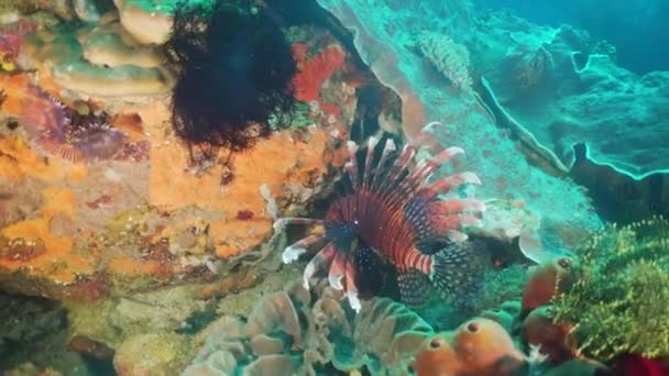 Arrecife de coral y peces tropicales. Filipinas, Mindoro — Vídeos de Stock