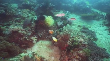 Mercan ve tropikal balık. Filipinler, Mindoro.