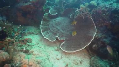 Mercan ve tropikal balık. Filipinler, Mindoro.