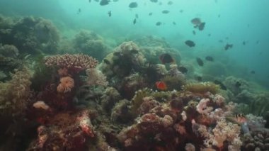 Mercan ve tropikal balık. Filipinler, Mindoro.