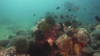 Mercan ve tropikal balık. Filipinler, Mindoro.