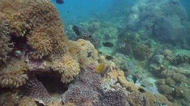 Mercan ve tropikal balık. Filipinler, Mindoro.