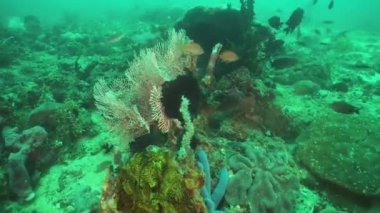 Mercan ve tropikal balık. Filipinler, Mindoro.