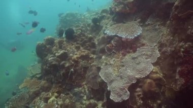 Mercan ve tropikal balık. Filipinler, Mindoro.