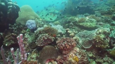 Mercan ve tropikal balık. Filipinler, Mindoro.