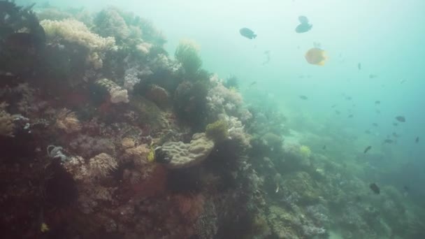 Arrecife de coral y peces tropicales. Filipinas, Mindoro . — Vídeo de stock