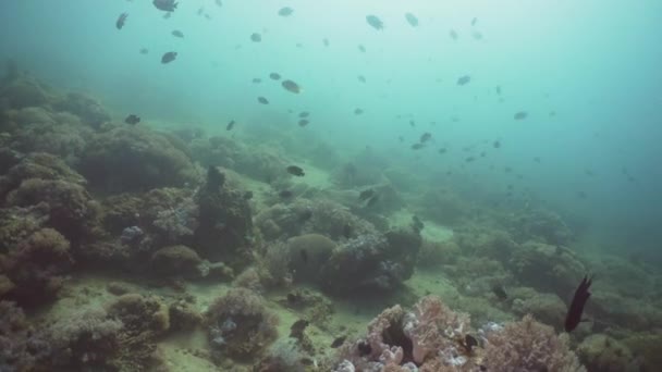 Arrecife de coral y peces tropicales. Filipinas, Mindoro . — Vídeos de Stock