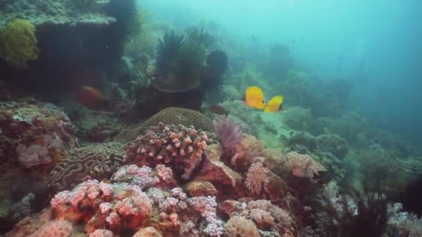 Arrecife de coral y peces tropicales. Filipinas, Mindoro . — Vídeos de Stock