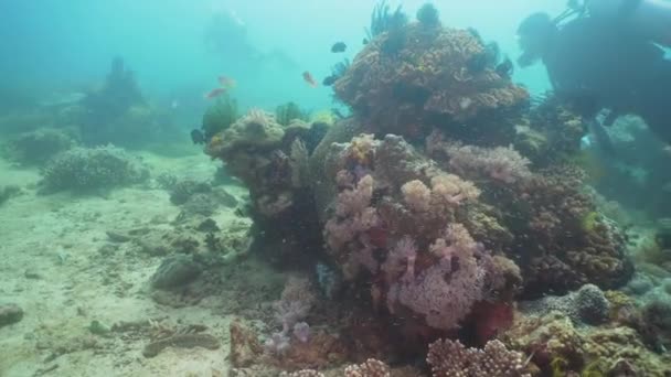 Arrecife de coral y peces tropicales. Filipinas, Mindoro . — Vídeos de Stock