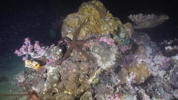 Starfish em coral. Filipinas, Mindoro . — Vídeo de Stock