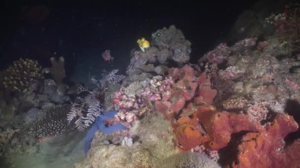 Recifes de coral e peixes tropicais. Filipinas, Mindoro . — Vídeo de Stock