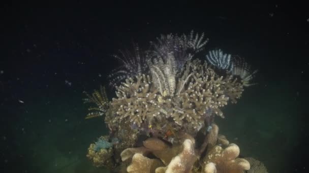 Recifes de Coral. Filipinas, Mindoro . — Vídeo de Stock