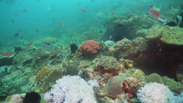 Recifes de coral e peixes tropicais. Filipinas, Mindoro . — Vídeo de Stock