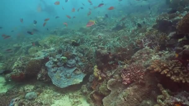 Arrecife de coral y peces tropicales. Filipinas, Mindoro . — Vídeo de stock