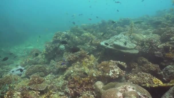 Korallrev och tropiska fiskar. Filippinerna, Mindoro. — Stockvideo
