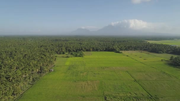 Terres agricoles dans une province de montagne Philippines, Luçon — Video