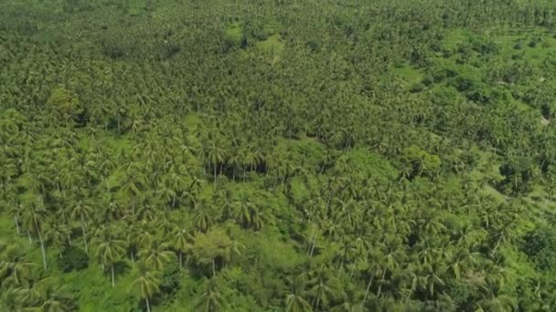 Paisaje tropical con palmeras. Filipinas, Luzón — Vídeos de Stock