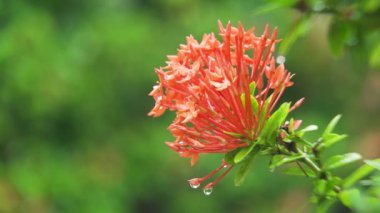 Yağmur damlaları çiçek.