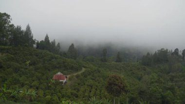 Dağlarda, bulutların arasında tarım arazileri. Bali, Endonezya.