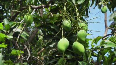 Mango-mango ağacı üzerinde.