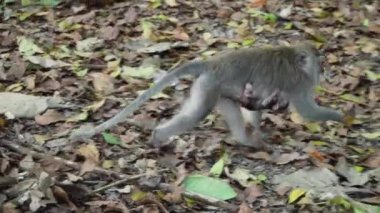 Bali 'deki ormanda maymunlar.