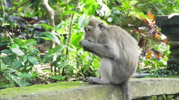 Apen in het bos op Bali. — Stockvideo