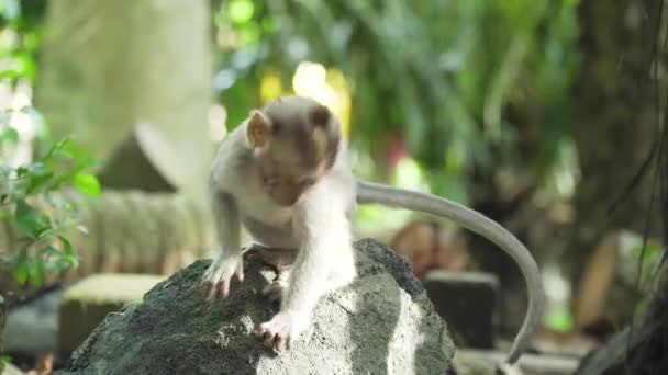 Scimmie nella foresta di Bali. — Video Stock