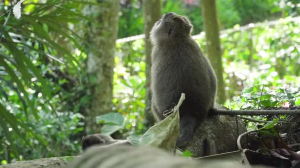 Singes dans la forêt à Bali. — Video