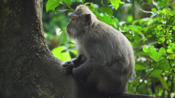 Bali 'deki ormanda maymunlar. — Stok video