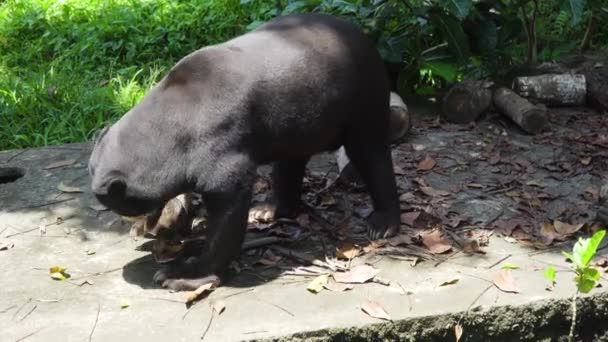 Maláj v. bear. Bali, Indonézia. — Stock videók