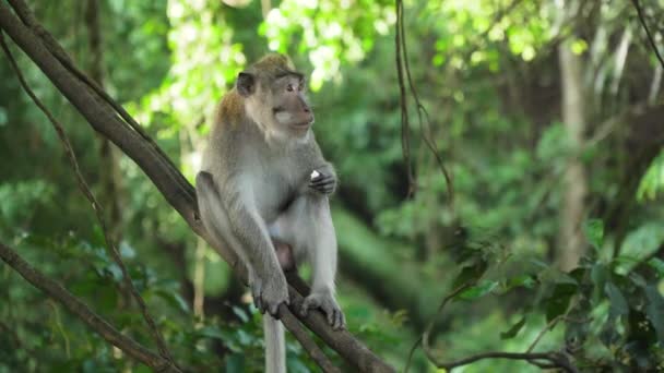 Affen im Wald auf Bali. — Stockvideo