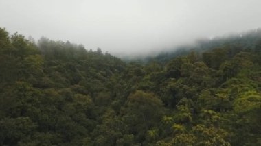 Bulutlardaki yağmur ormanları, Bali, Endonezya.