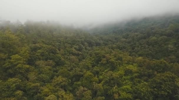 Regenwoud in de wolken, Bali, Indonesië. — Stockvideo