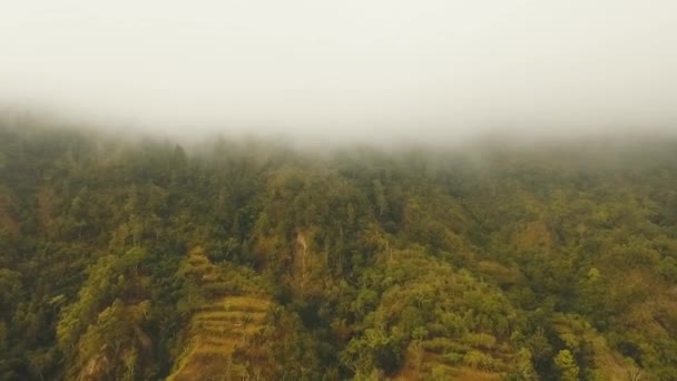 Regenwoud in de wolken, Bali, Indonesië. — Stockvideo