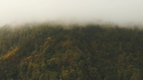 Rainforest in cloud, Bali, Indonézia. — Stock videók