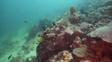 Mercan ve tropikal balık. Filipinler, Mindoro.