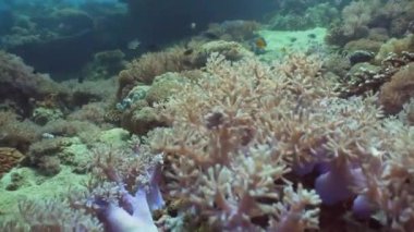 Mercan ve tropikal balık. Filipinler, Mindoro.