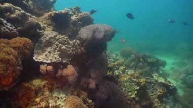 Mercan ve tropikal balık. Filipinler, Mindoro.