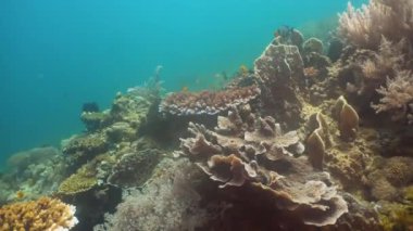 Mercan ve tropikal balık. Filipinler, Mindoro.