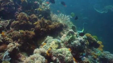 Mercan ve tropikal balık. Filipinler, Mindoro.