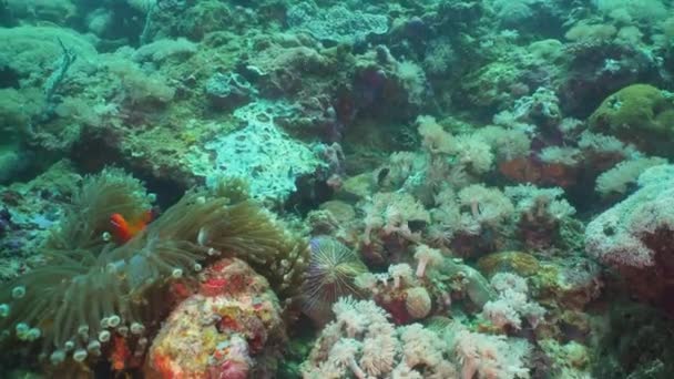 Az actinia bohóchal Anemonefish. — Stock videók