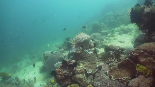 Arrecife de coral y peces tropicales. Filipinas, Mindoro . — Vídeos de Stock