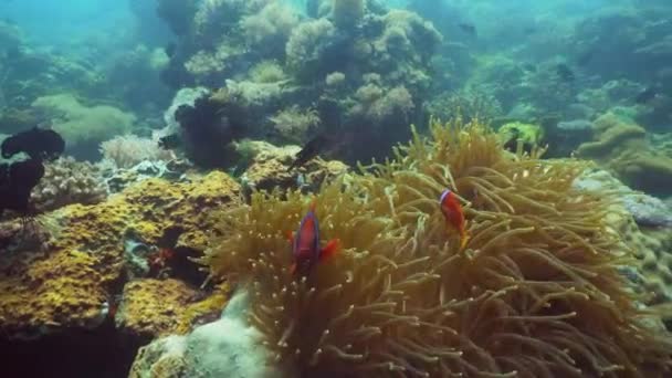 Clownfish Anemonefish v actinia. — Stock video